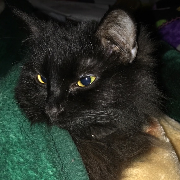 Meet your Posher, Brittany - Picture 4 of 4